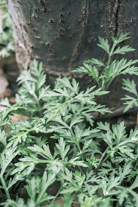 艾草摄影图片-艾草摄影作品-千库网