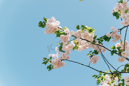 樱晚GiGi写真摄影图片-樱晚GiGi写真摄影作品-千库网