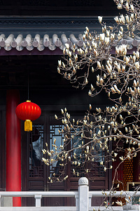 玉兰花摄影图片-玉兰花摄影作品-千库网