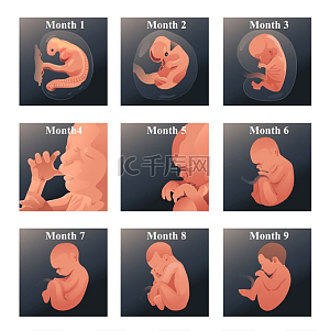 子宫图片-子宫图片素材免费下载-千库网