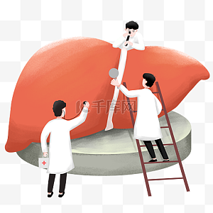 肝脏图片-肝脏图片素材免费下载-千库网
