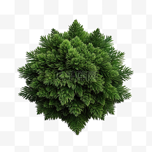 杉树图片-杉树图片素材免费下载-千库网