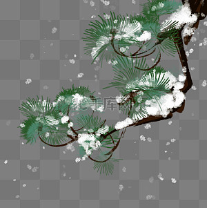 雪松图片-雪松图片素材免费下载-千库网