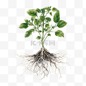 植物根简笔画图片-植物根简笔画图片素材免费下载-千库网