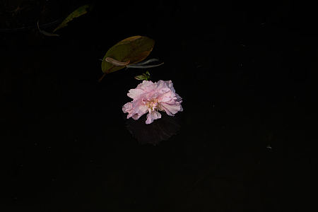 樱晚GiGi写真摄影图片-樱晚GiGi写真摄影作品-千库网